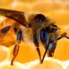 Albinele – Terapie naturală împotriva paraziților