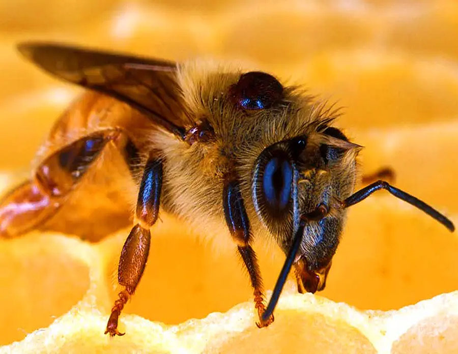 albinele-terapie-naturala-impotriva-parazitilor