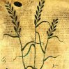 Plante biblice, Scorțișoara, Nardul și Cedrul
