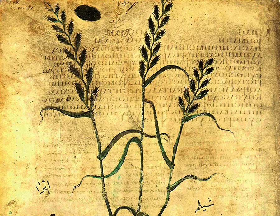 plante-biblice-scortisoara-nardul-si-cedrul