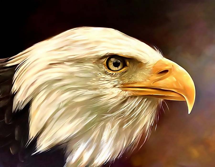 vulturul-simbolul-libertatii-si-al-puterii